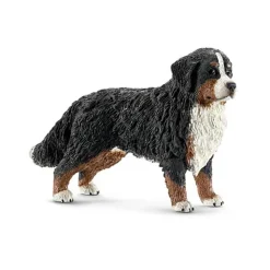 Berner Sennen Vrouwtje