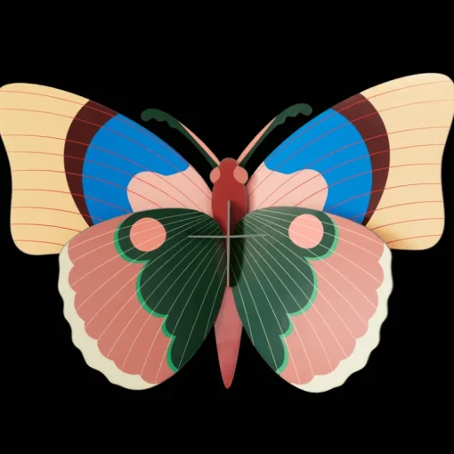 Cepora Butterfly
