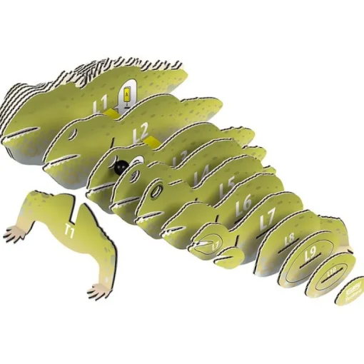 3D puzzel - Wild Dier Tuatara