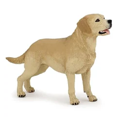 Labrador