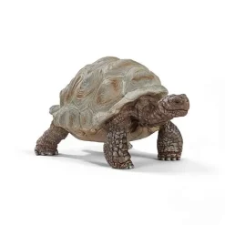 Reuzenschildpad