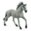 Sorraia Mustang Hengst