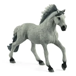 Sorraia Mustang Hengst