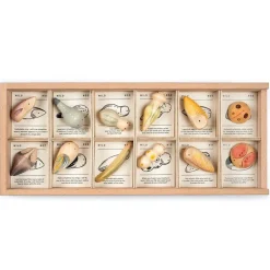 Wild - Sorteerbox met 12 natuurwezens
